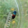 231402 – Photo : stephane combaud – France (12)
